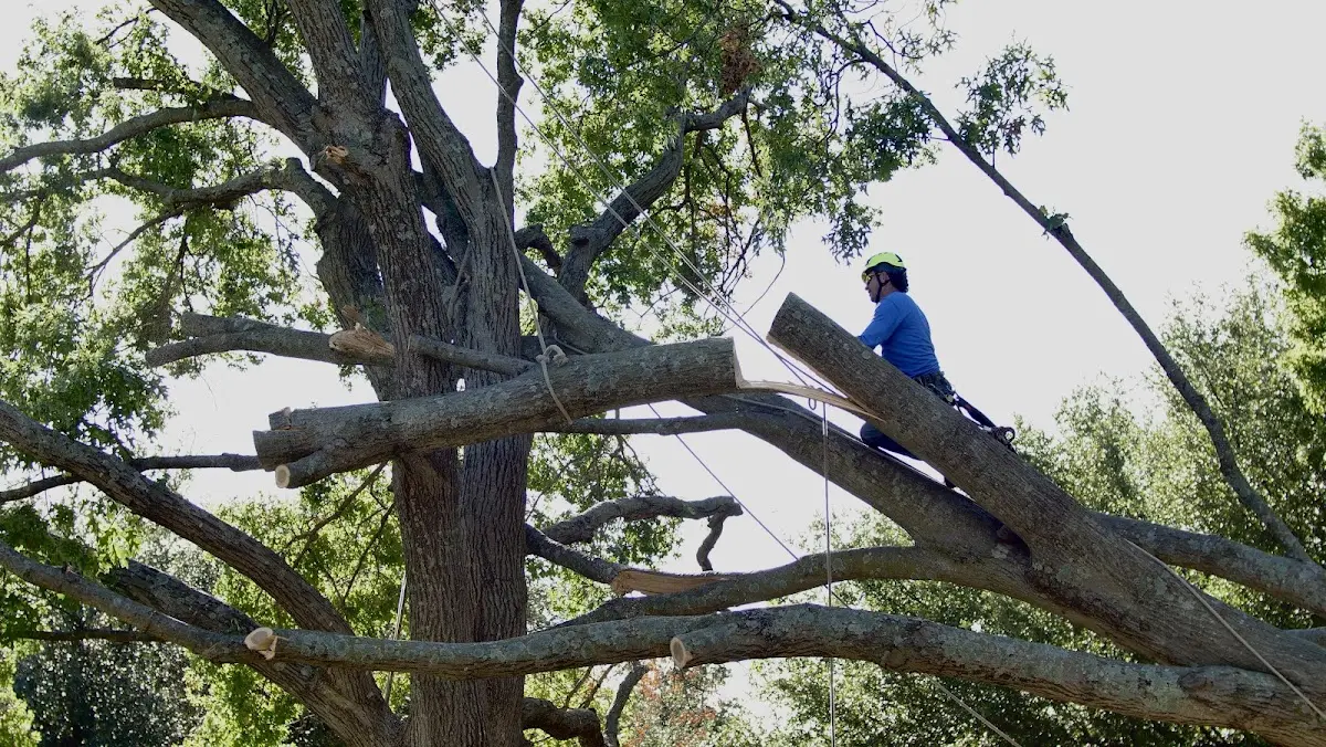 Professional Crown Thinning performed by certified arborists in Fredonia